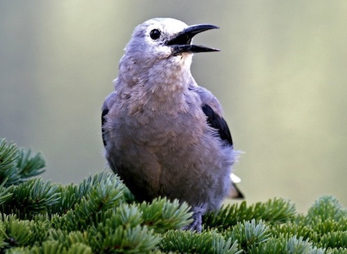 Clarks Nutcracker Copyright Gunnsteinn Jonsson