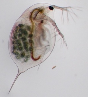 Daphnia longispina female with eggs copyright Dieter Ebert