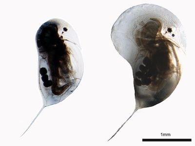 Copyright Linda Weiss Daphnia longicephala