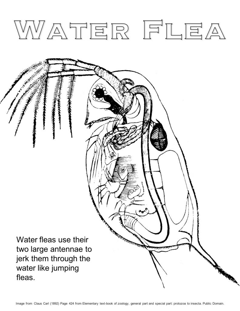 Daphnia Water Flea Coloring Page