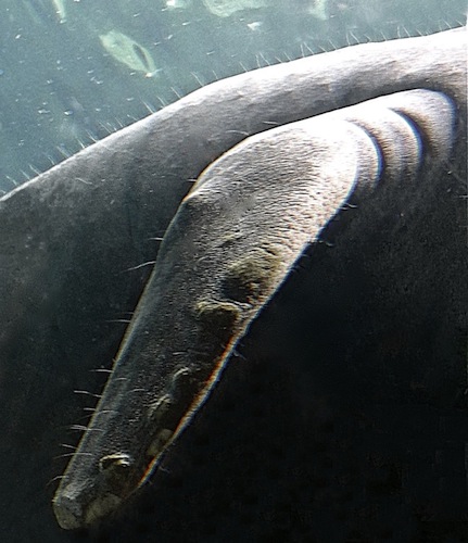 Manatee Body Hair Copyright Laura K. Zimmermann