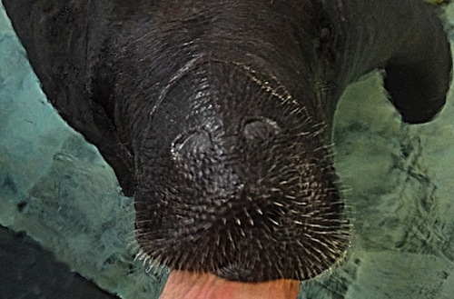 Manatee Facial Hair Copyright Aarin C. Allen