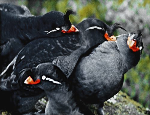 Multiple Crested Auklets Sniffing Napes Julie Hagelin