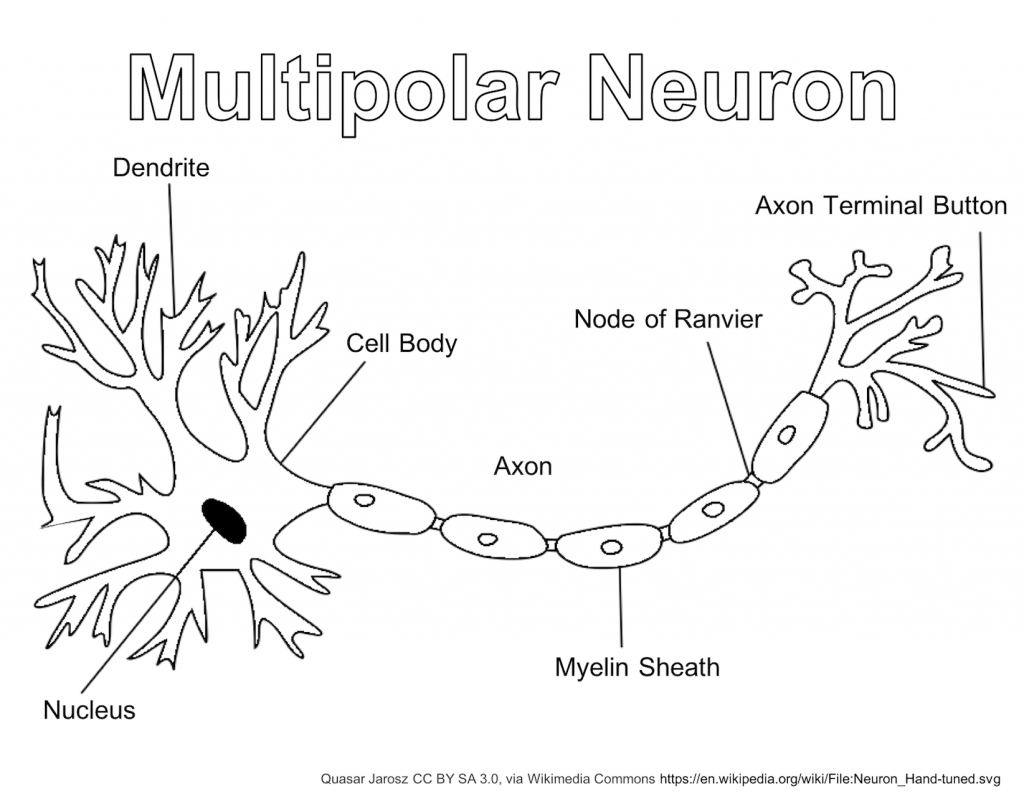 Multipolar Neuron Coloring Page