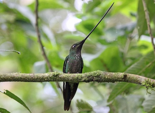 Sword-billed Hummingbird Copyright Dick Daniels Carolinabirdsdotorg