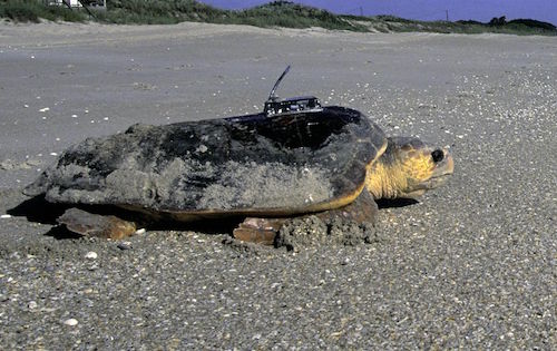 loggerhead-sea-turtle-USFWS public domain