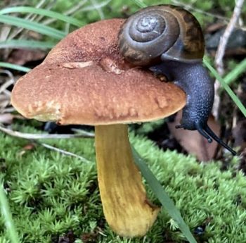 Snail on Mushroom