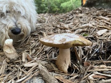 Tivy studies a mushroom