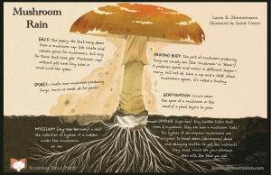 Parts of a Mushroom copyright Jamie Green