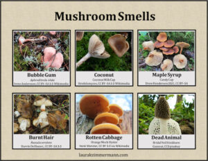 miniposter mushroom smells thumbnail