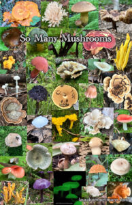 so many mushrooms mini poster thumbnail