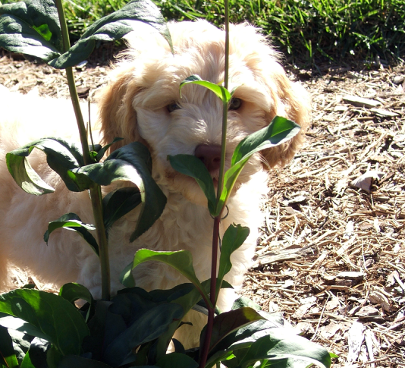 picture of dog behind plant stem